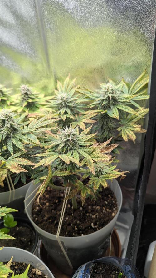 Strawberry banana x4 40x40 2nd Batch. Week 7