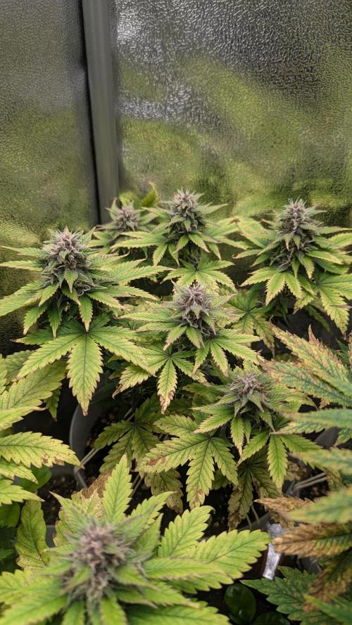 Strawberry banana x4 40x40 2nd Batch. Week 7