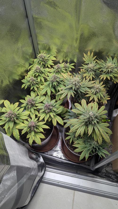 Strawberry banana x4 40x40 2nd Batch. Week 8