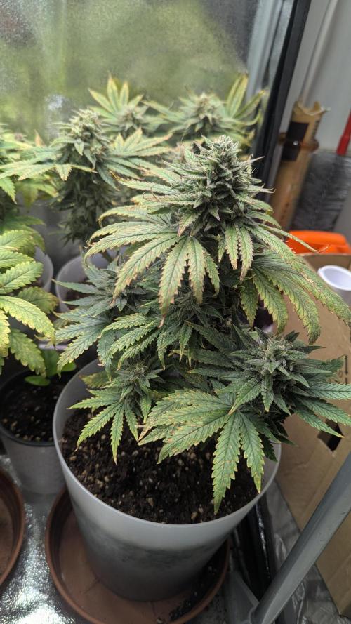 Strawberry banana x4 40x40 2nd Batch. Week 8