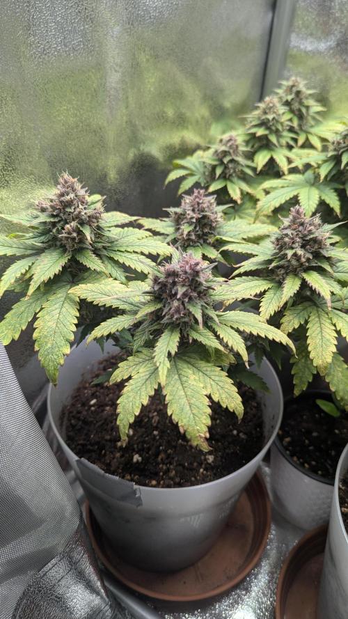 Strawberry banana x4 40x40 2nd Batch. Week 8