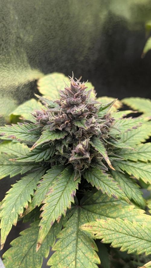 Strawberry banana x4 40x40 2nd Batch. Week 8