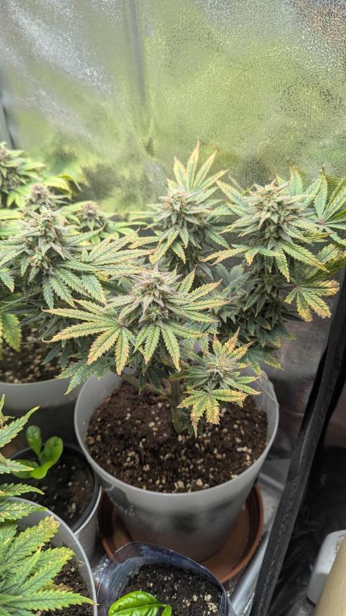 Strawberry banana x4 40x40 2nd Batch. Week 8