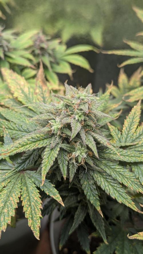 Strawberry banana x4 40x40 2nd Batch. Week 8