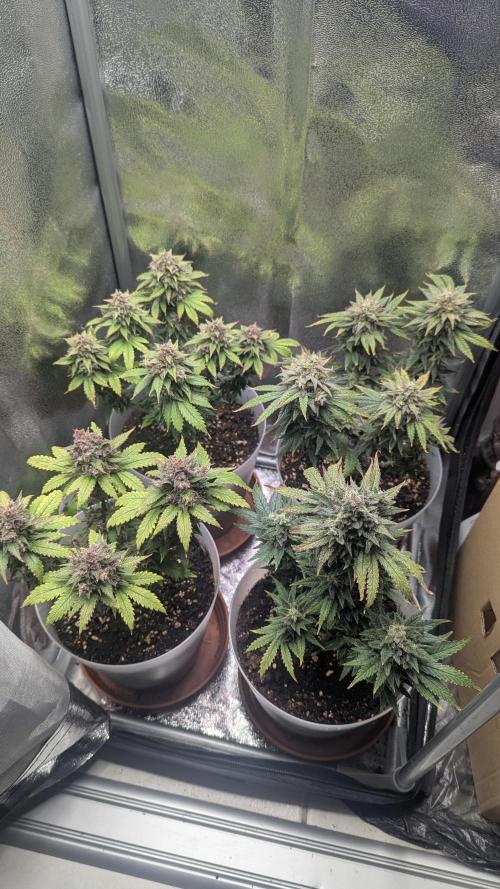 Strawberry banana x4 40x40 2nd Batch. Week 9