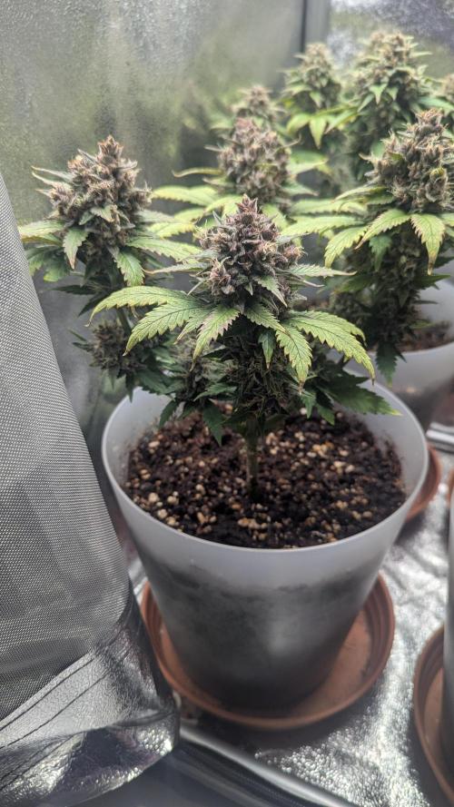 Strawberry banana x4 40x40 2nd Batch. Week 9
