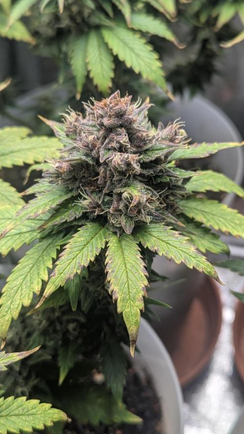 Strawberry banana x4 40x40 2nd Batch. Week 9