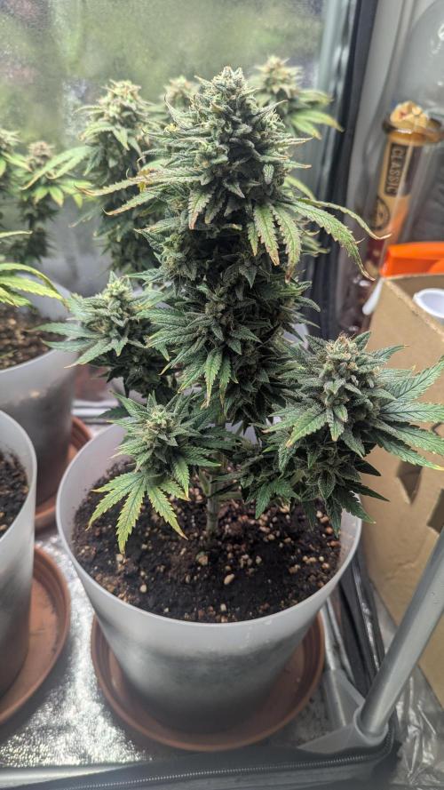 Strawberry banana x4 40x40 2nd Batch. Week 9