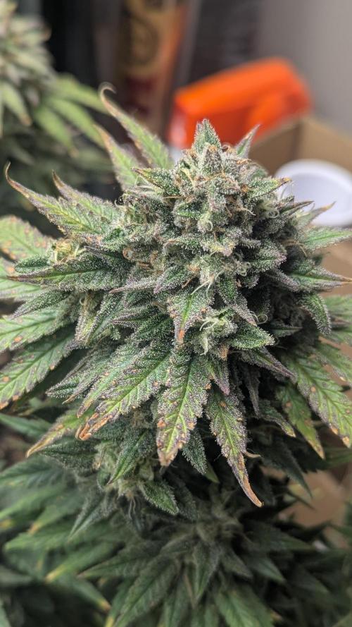 Strawberry banana x4 40x40 2nd Batch. Week 9