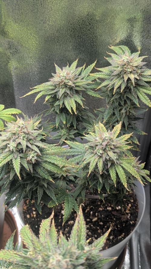 Strawberry banana x4 40x40 2nd Batch. Week 9