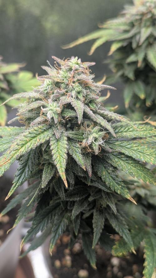 Strawberry banana x4 40x40 2nd Batch. Week 9