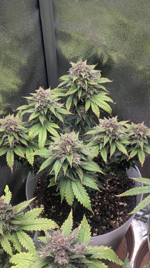 Strawberry banana x4 40x40 2nd Batch. Week 9