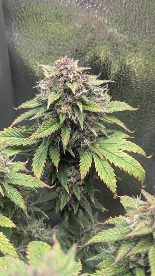 Strawberry banana x4 40x40 2nd Batch. Week 9
