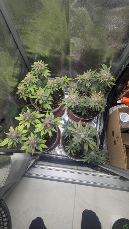 Strawberry banana x4 40x40 2nd Batch. Week 9