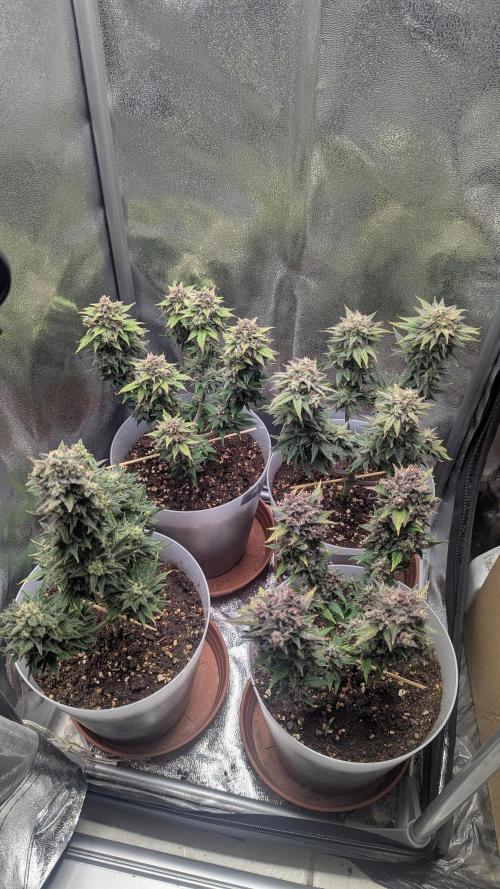 Strawberry banana x4 40x40 2nd Batch. Week 10