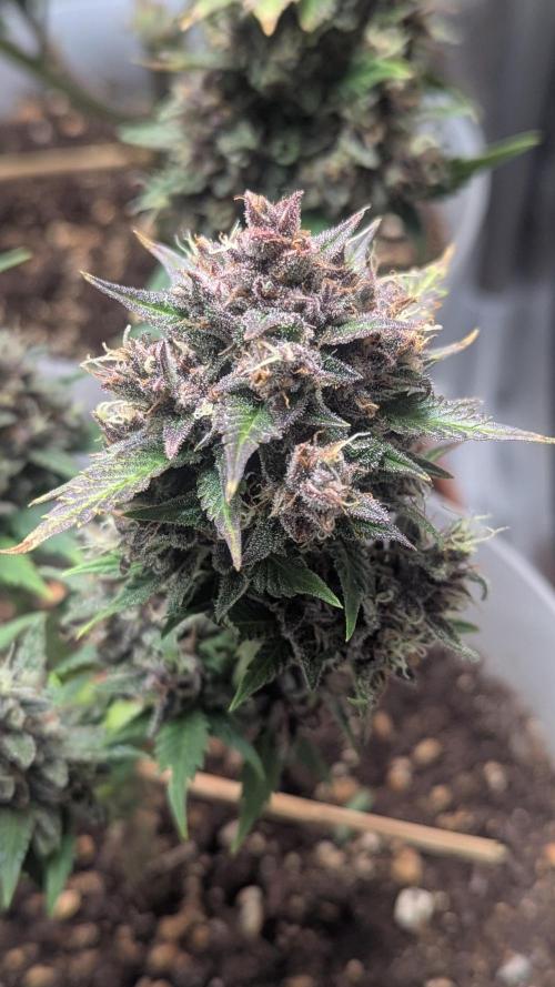 Strawberry banana x4 40x40 2nd Batch. Week 10