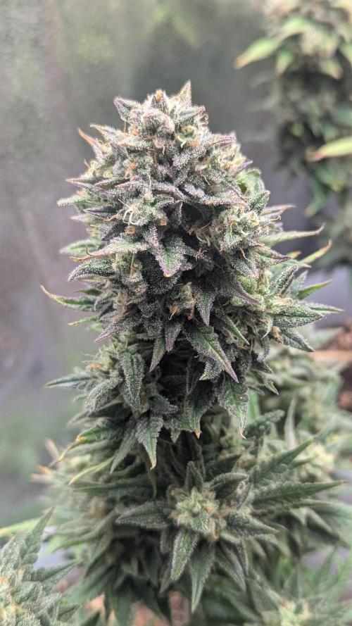 Strawberry banana x4 40x40 2nd Batch. Week 10