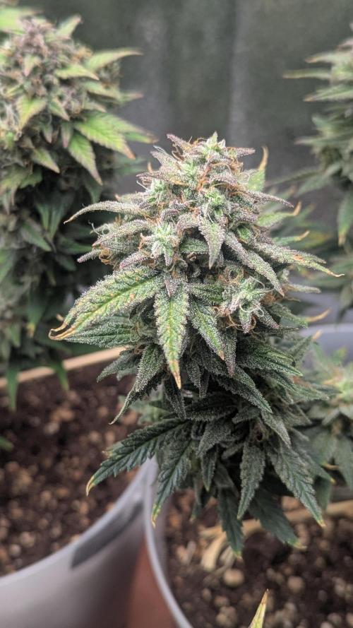 Strawberry banana x4 40x40 2nd Batch. Week 10