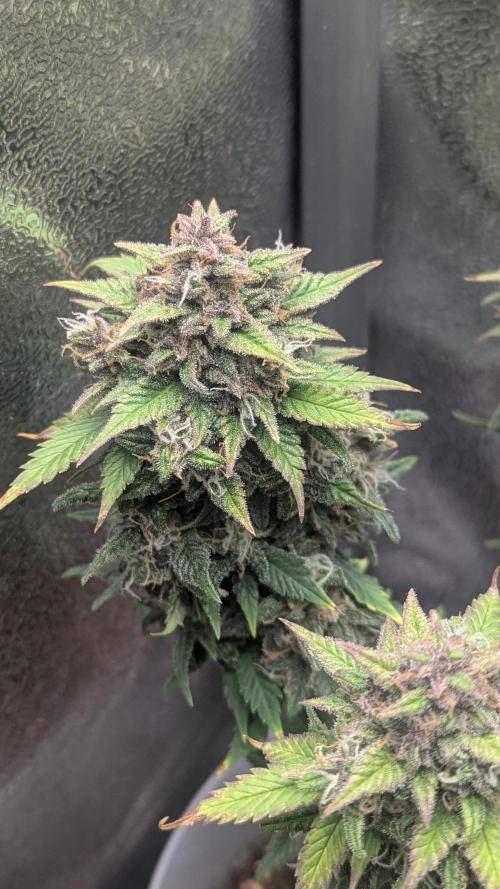 Strawberry banana x4 40x40 2nd Batch. Week 10