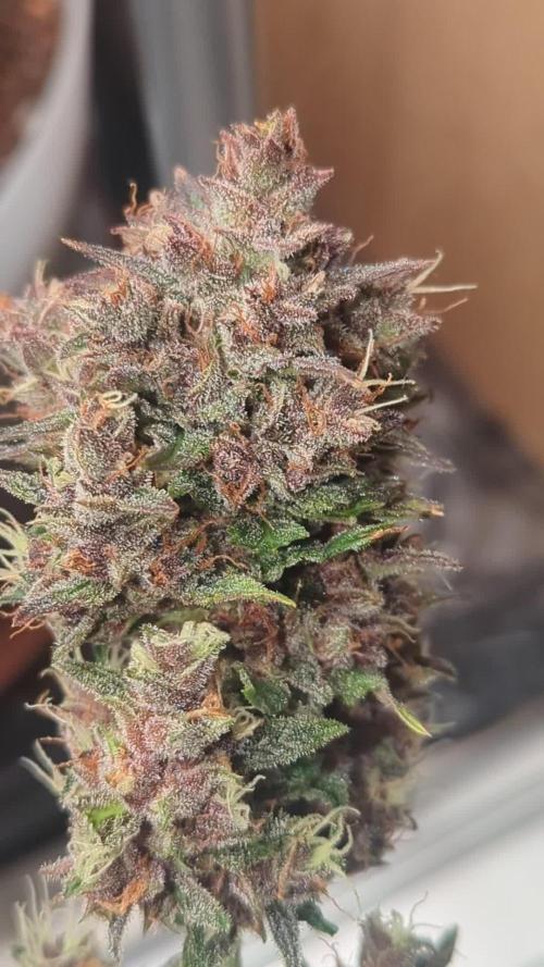 Strawberry banana x4 40x40 2nd Batch