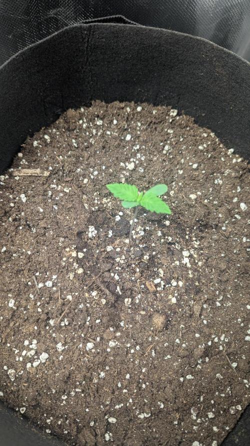 Kush mintz x2. Week 1