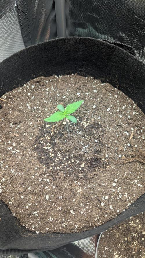 Kush mintz x2. Week 1