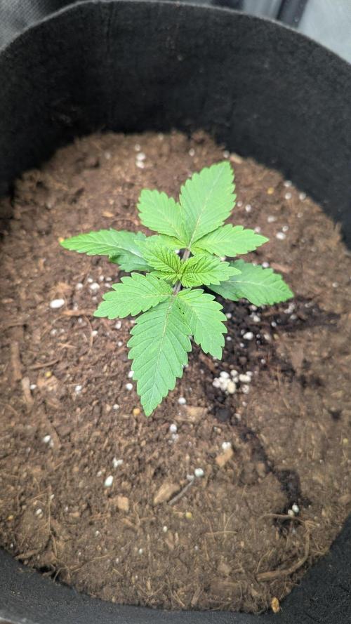 Kush mintz x2. Week 2