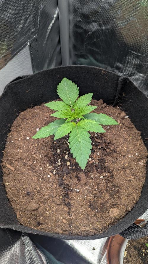 Kush mintz x2. Week 2