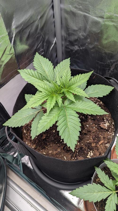 Kush mintz x2. Week 3
