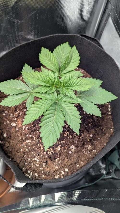 Kush Mintz. Week 3