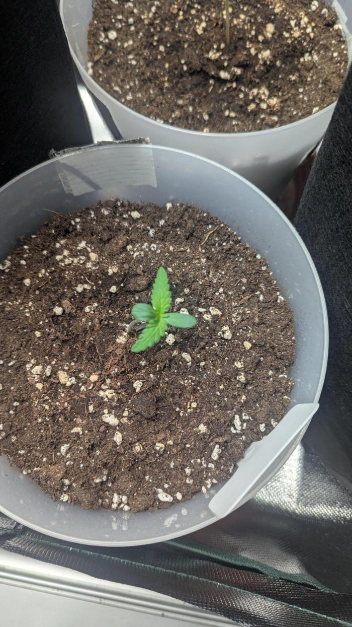 Gorilla auto. Week 1