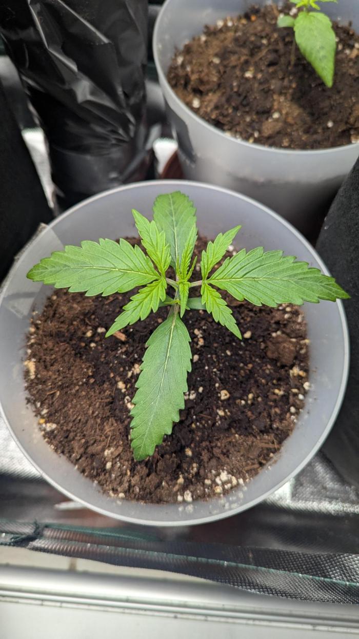 Gorilla auto. Week 2