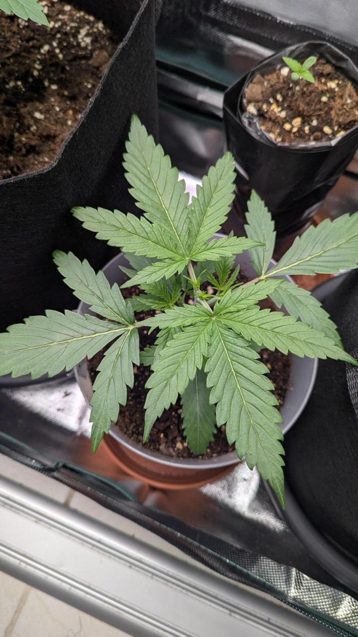 Gorilla auto. Week 3