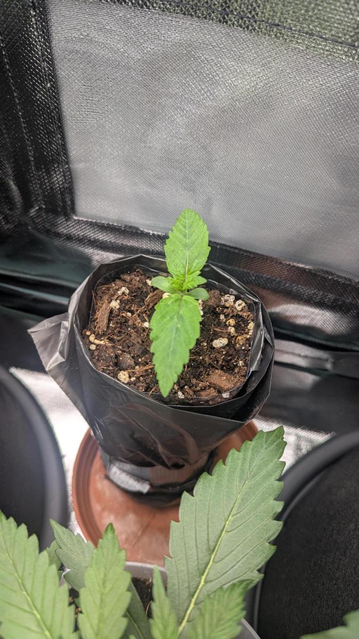 Bubble gum gelato. Week 1