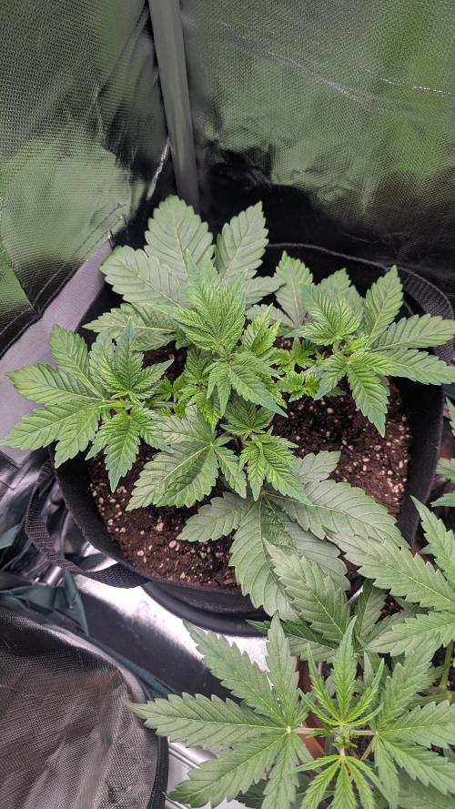 Kush mintz x2. Week 4