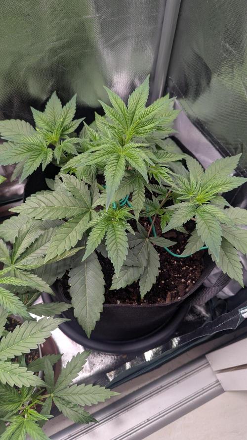 Kush mintz x2. Week 4