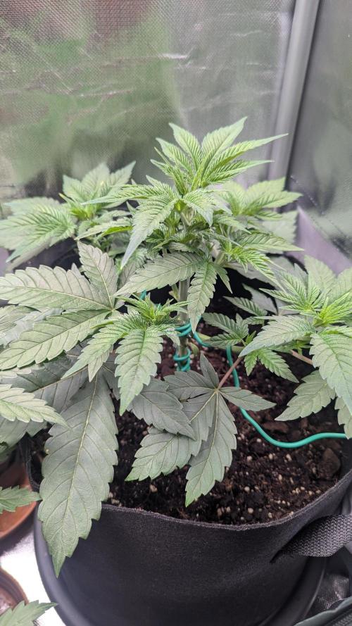 Kush Mintz. Week 4