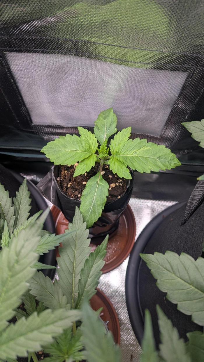 Bubble gum gelato. Week 2