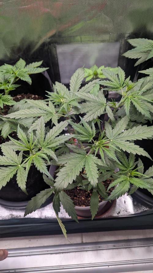 Gorilla auto. Week 4