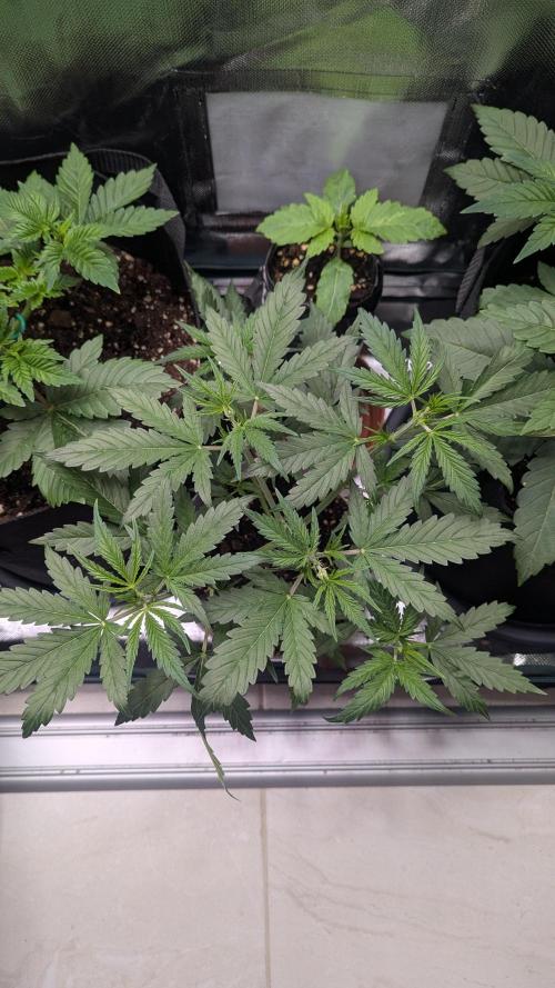 Gorilla auto. Week 4