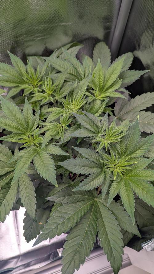 Kush mintz x2. Week 5