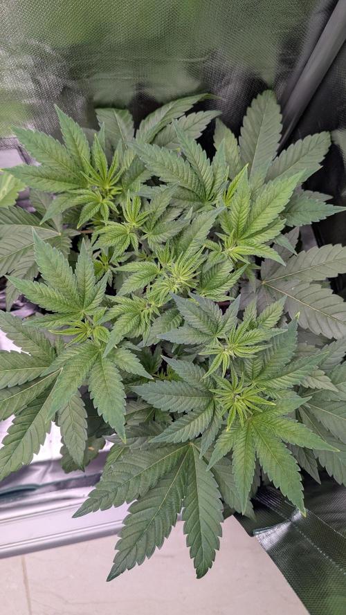 Kush mintz x2. Week 5