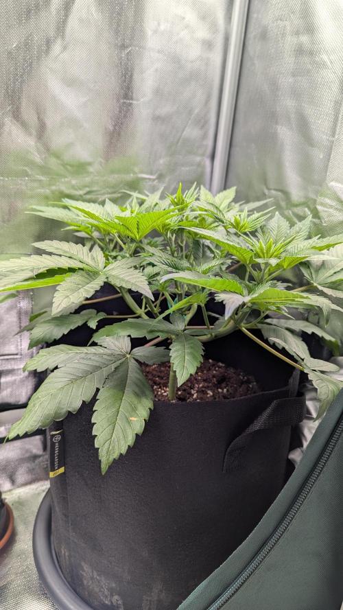 Kush mintz x2. Week 5