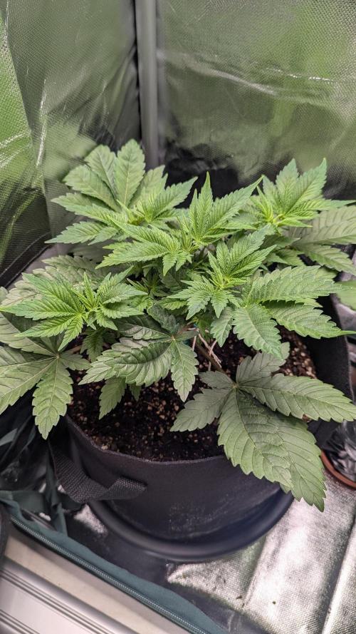 Kush mintz x2. Week 5