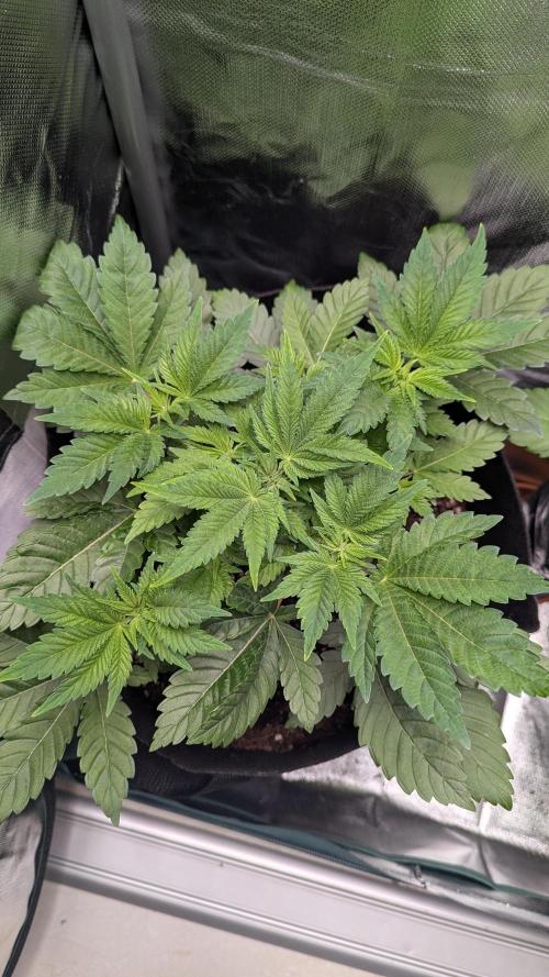 Kush mintz x2. Week 5