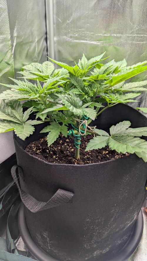 Kush Mintz. Week 5
