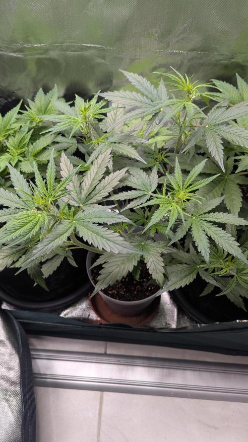 Gorilla auto. Week 5