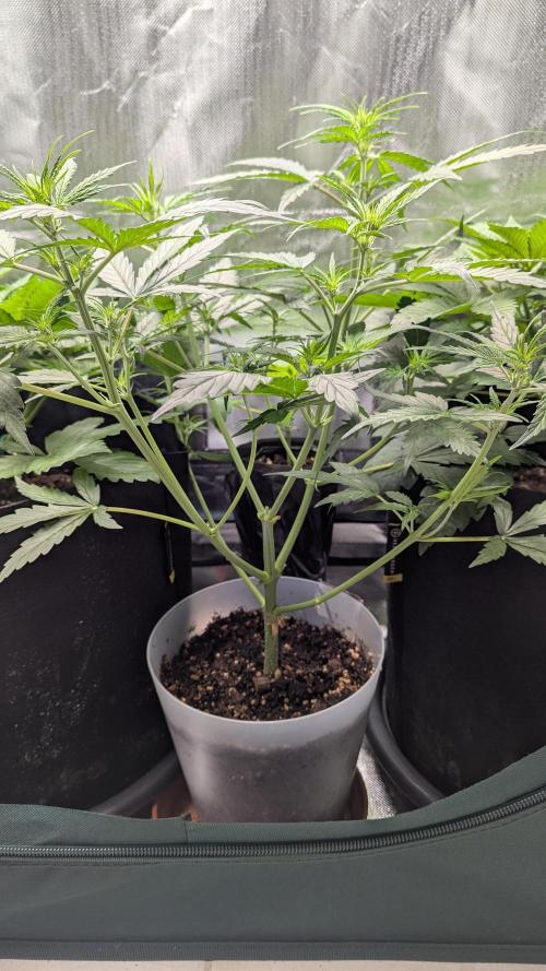 Gorilla auto. Week 5