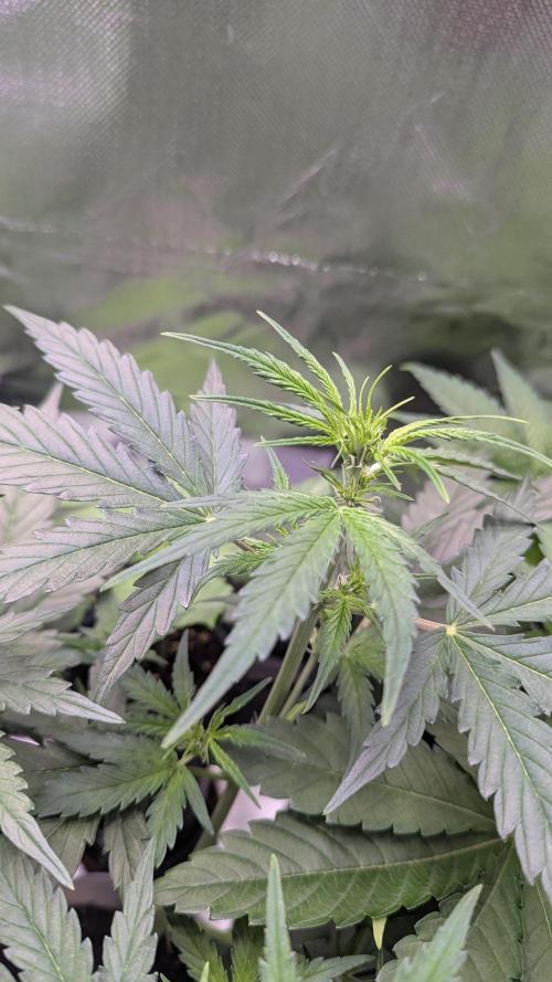 Gorilla auto. Week 5