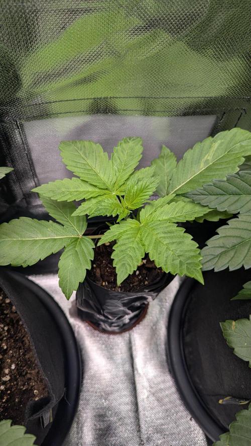 Bubble gum gelato. Week 3